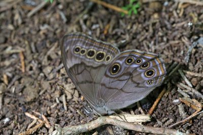 Appalachian Brown Butterfly