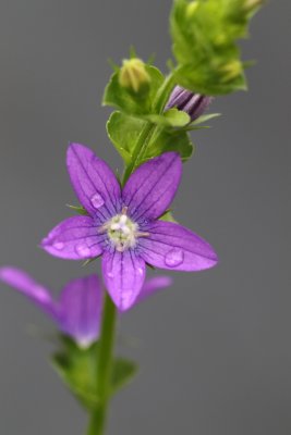 Wildflowers