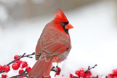 Northern Cardinal