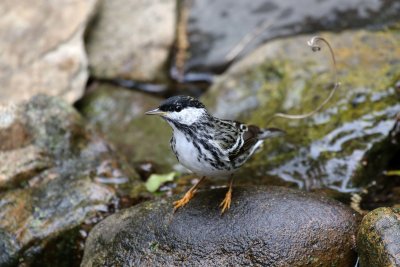 Blackpoll Warbler