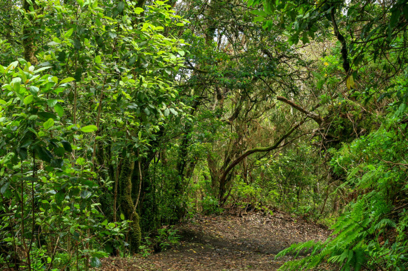 tropical forest - Anaga