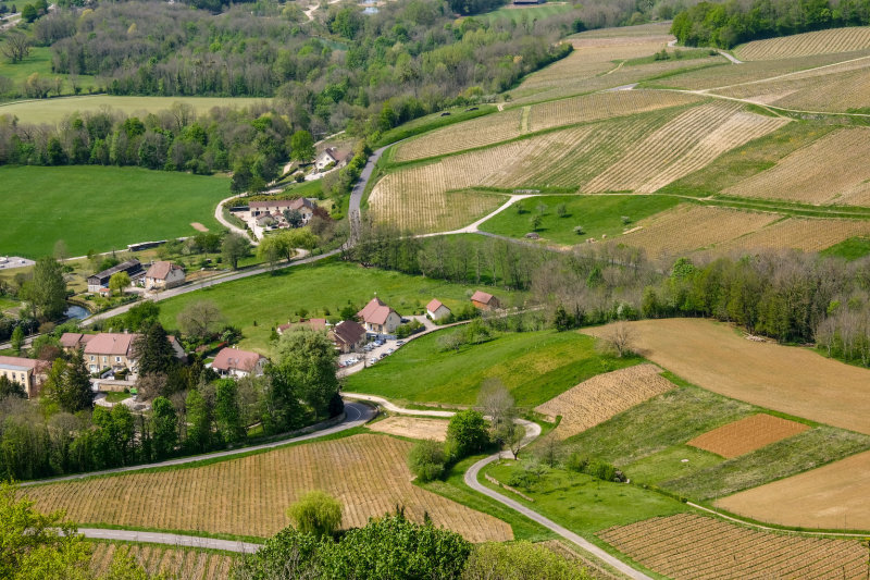 Chateau-Chalon - vineyard