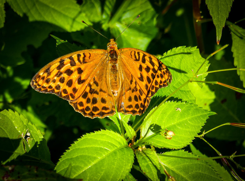 papillon orange