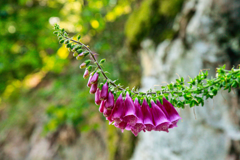 Foxgloves - Digitalis