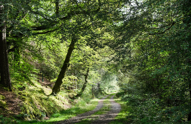 forest along the Caledonian canal