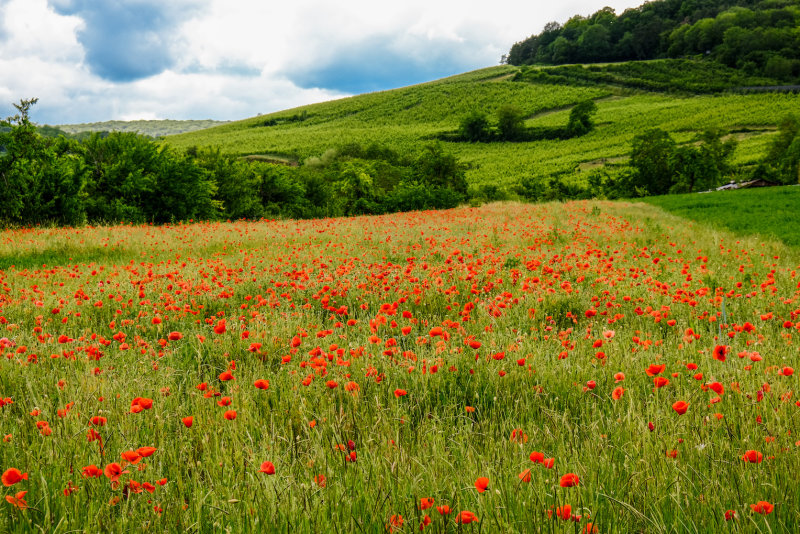 champ de coquelicots