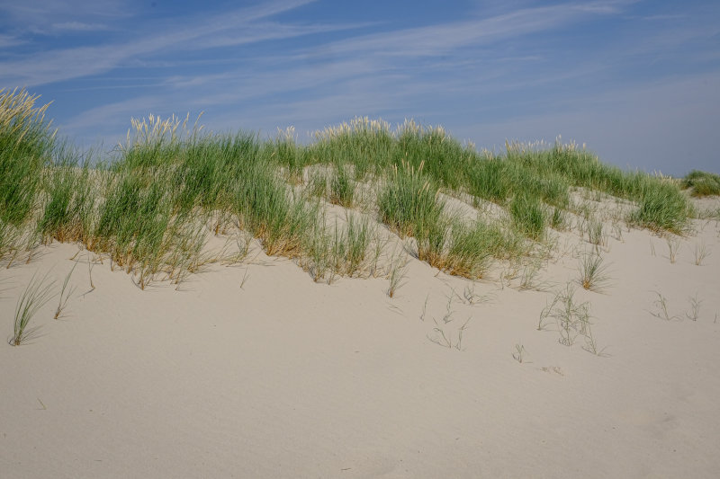 les dunes  Cayeux sur mer