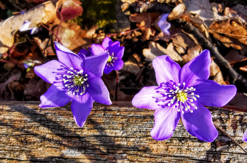 Anemone hepatica