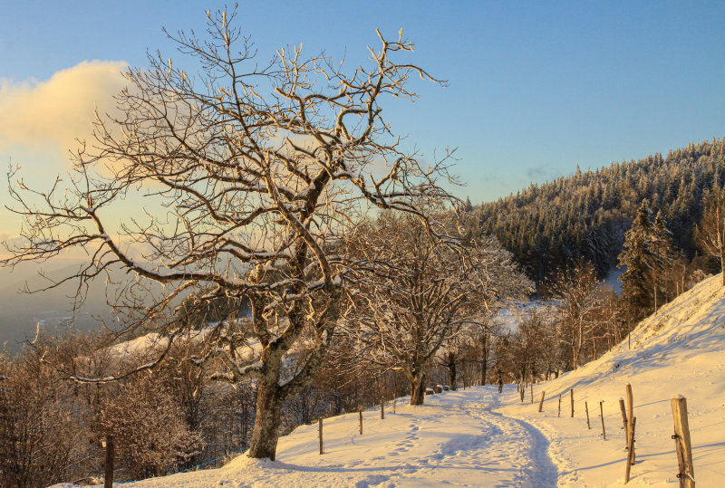 Belmont en hiver