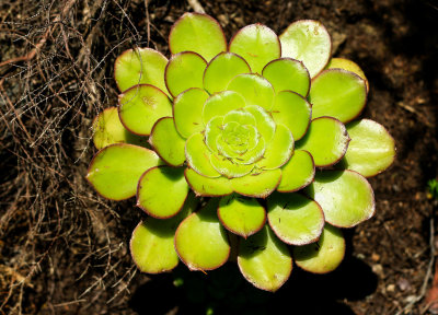 flora of the tropical forest