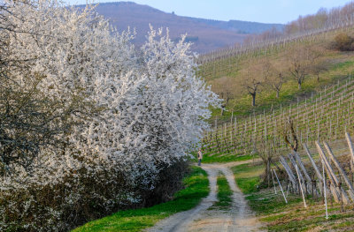 le printemps à Albé