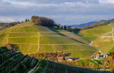 Durbach vineyard