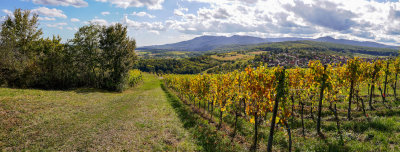 les vignes à Rosenwiller
