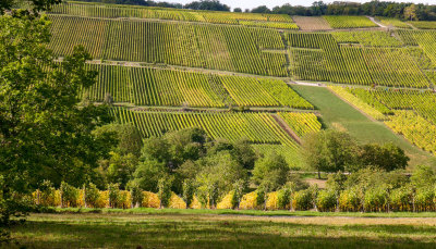 Rosenwiller vineyard