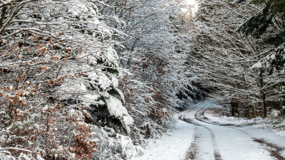 la forêt de Lutzelhouse