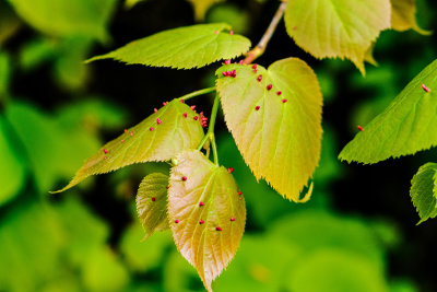 Linden gall (forêt de St Jean Saverne)