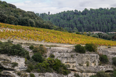 Minervois vineyards
