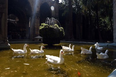 Barcelona Cathedral Cloister - 0202