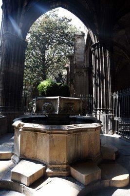 Barcelona Cathedral Cloister - 0207