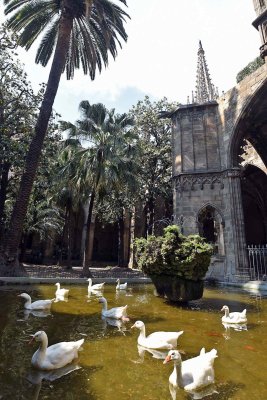 Barcelona Cathedral Cloister - 0212