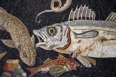 Fauna marina - Pompeii - 4311