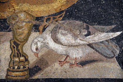Casa della colomba a mosaico, Pompeii -4317