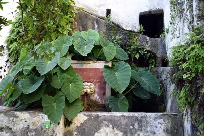 Giardino della Minerva - 9876