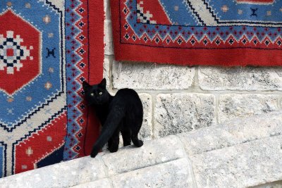 Gallery: Jerusalem, Israel & Palestine - Cats