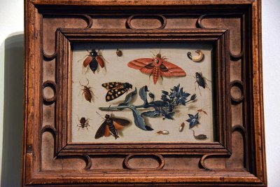 Insects and Butterflies (17th c.) - Jan van Kessel the Elder - 4066
