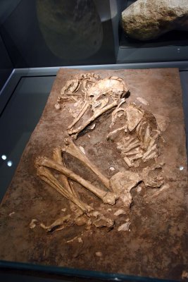 Burial of a woman and a dog, Early Natufian culture, 14,500 years ago - Eynan, Hula Valley - 4315