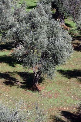 Olive trees in Aida Refugee Camp - 5340