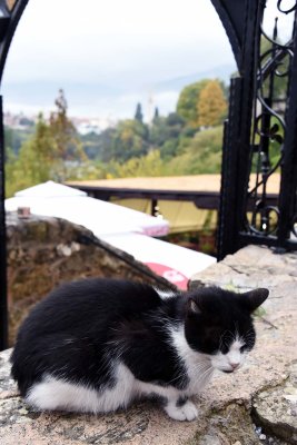 Gallery: Mostar - Cats