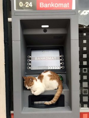 Gallery: Dubrovnik - Cats