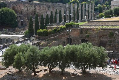 Roman Forum View from Coliseum, Rome - 0978