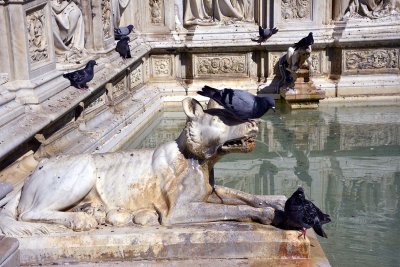 Fonte Gaia (Jacopo della Quercia), Piazza del Campo - 2473
