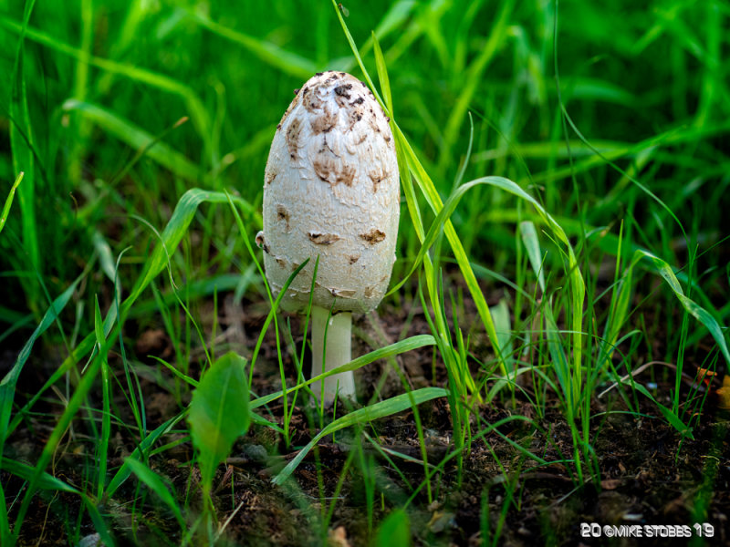 Shaggy Mane, Coprinus comatustif