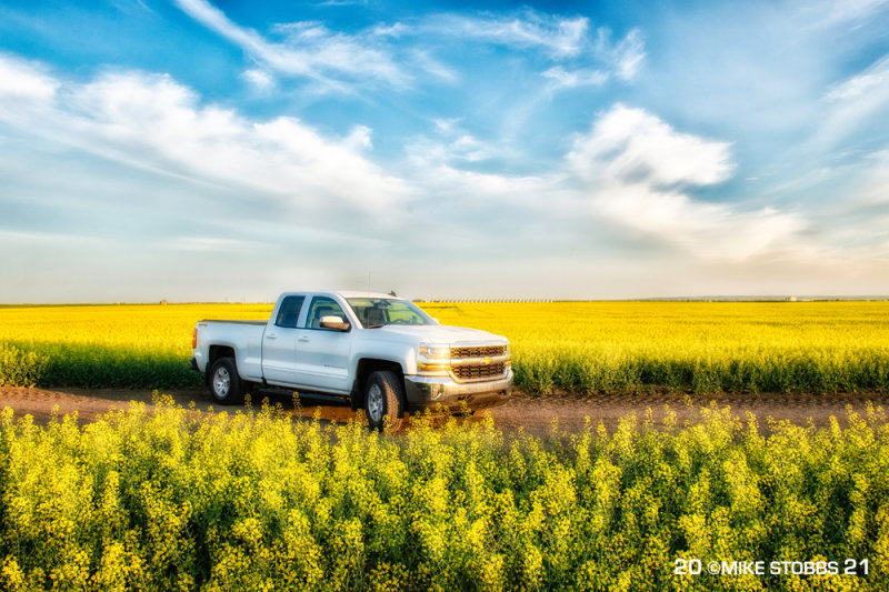 Canola