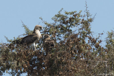 Short-toed Eagle