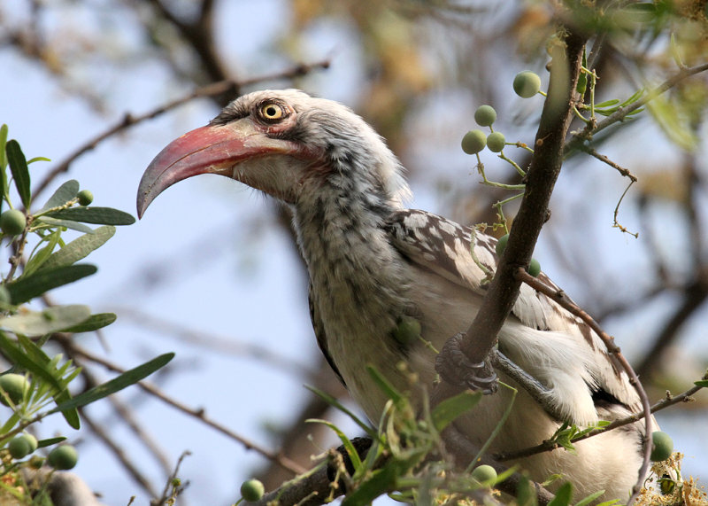 Southern Red-billed Hornbill, Maun, 27 Sep 2018