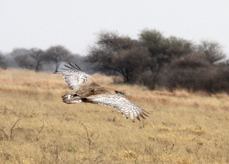 Kori Bustard, Nxai Pan NP, 29 Sep 2018