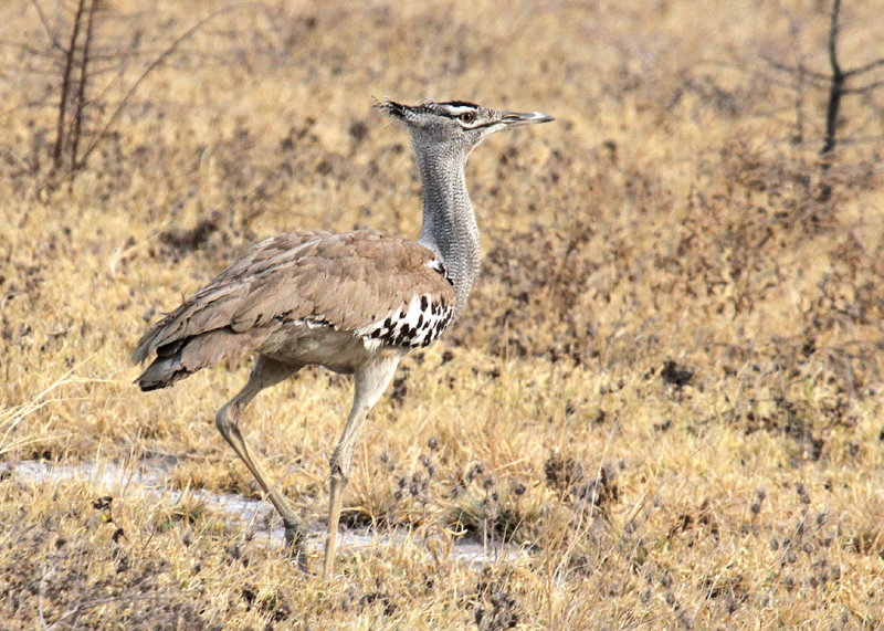 Kori Bustard, Nxai Pan NP, 28 Sep 2018