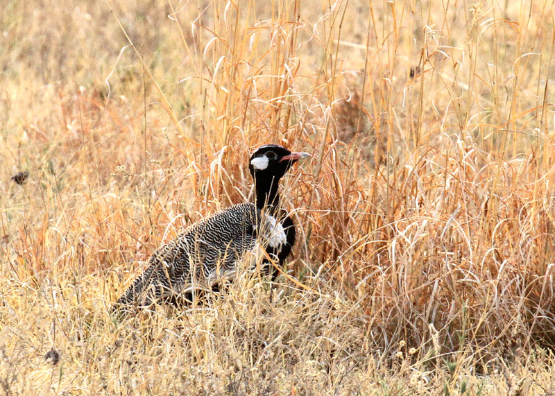 White-quilled Bustard, Nxai Pan NP, 28 Sep 2018