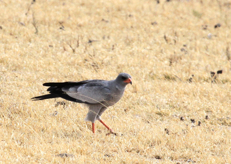 Pale Chanting-Goshawk, Nxai Pan NP, 29 Sep 2018