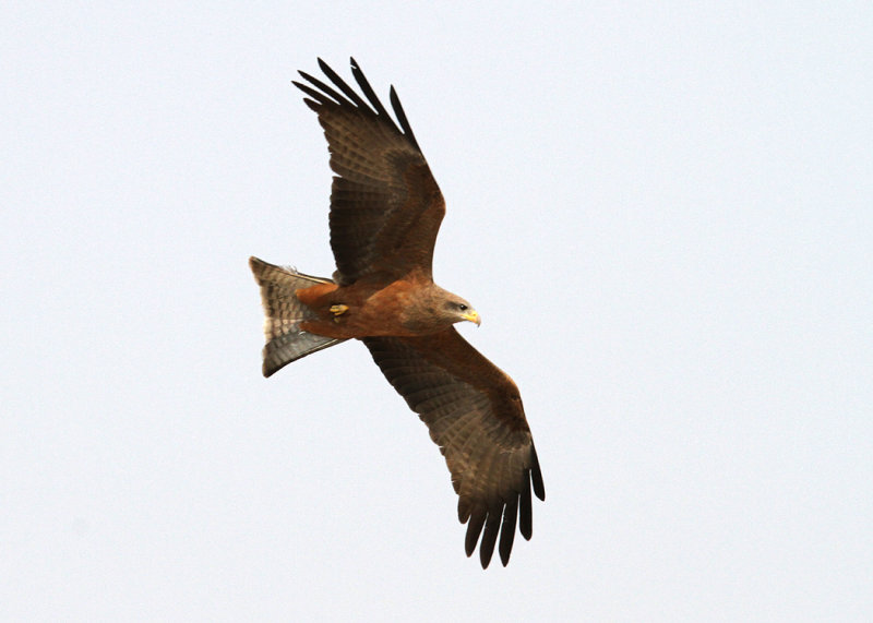 Yellow-billed Kite, Nxai Pan NP, 30 Sep 2018