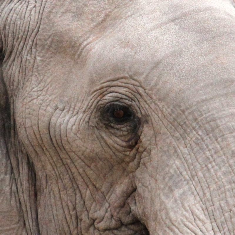 Elephant, Nxai Pan NP, 29 Sep 2018