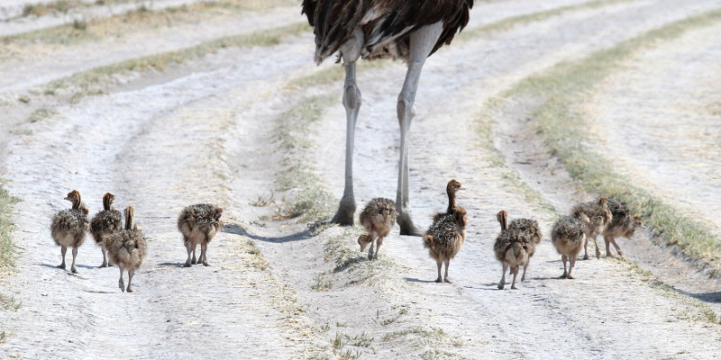 Common Ostrich chicks, Nxai Pan NP, 30 Sep 2018