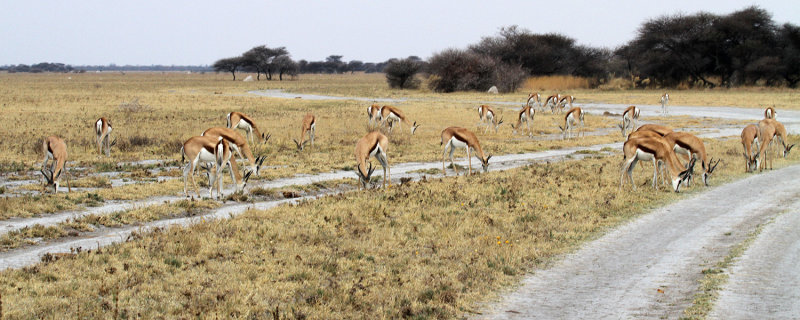 Springboks, Nxai Pan NP, 28 Sep 2018