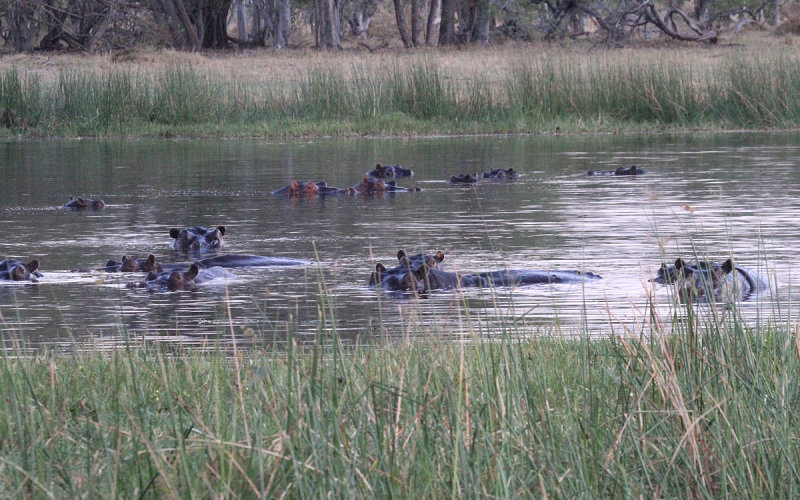 Hippos, Moremi Game Reserve, 2 Oct 2018