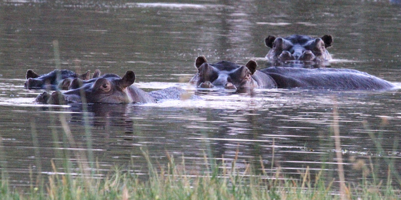 Hippos, Moremi Game Reserve, 2 Oct 2018