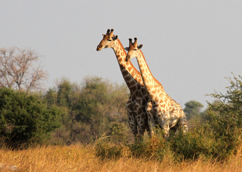 Giraffes, Moremi Game Reserve, 1 Oct 2018